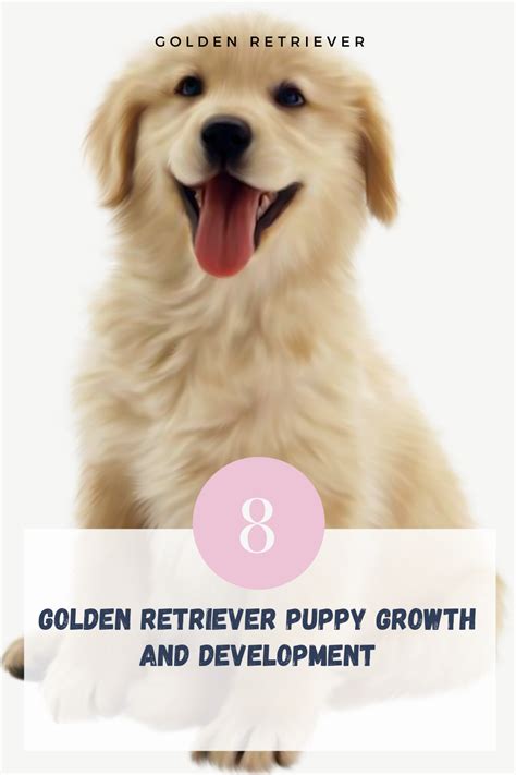 Golden Retriever Weight Chart Female Gimera