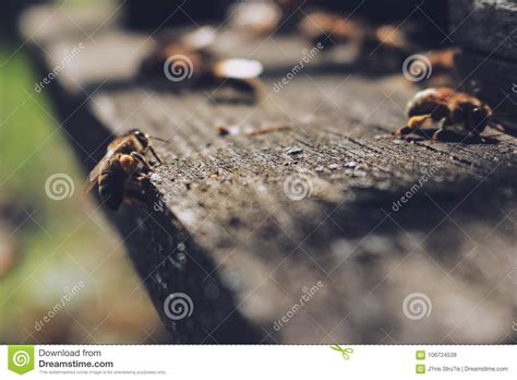 Las Abejas En La Entrada Delantera De La Colmena En Primer De La