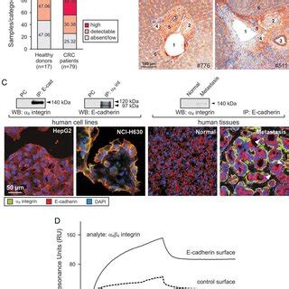 Angiopoietin like 6 interacts with α6 integrin and E cadherin A The