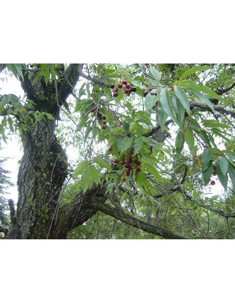 Capulin Mexicano 1 Arbolito Prunus Salicifolia Arboles Cultivados Y