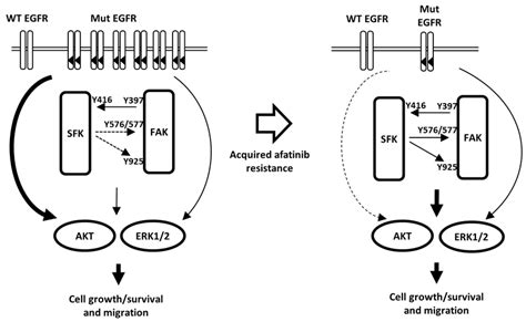 Hypothetical Model Illustrating The Mechanism Of Acquisition Of