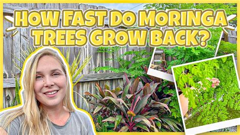 How Fast Does A Moringa Tree Grow Back After Cutting It Down Tampa