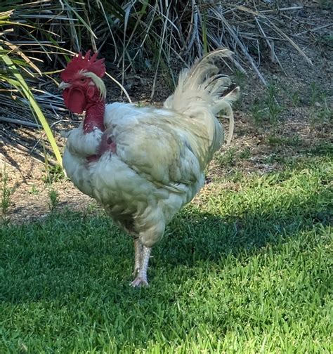 Foghorn Male Rooster Leghorn X Rooster Naked Necked Mix Fowl In Qld