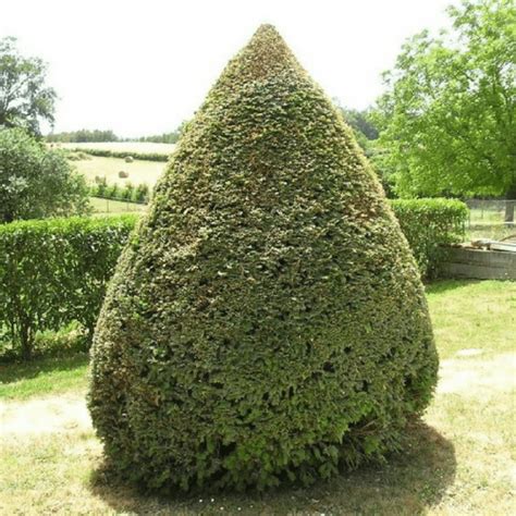 If Commun Grande Taille Vente Arbre Et Arbuste P Pini Res Naudet