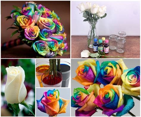 How To Make Rainbow Roses Step By Step