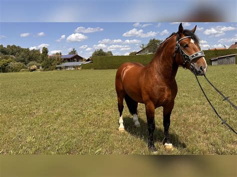 Süddeutsches Kaltblut Hengst 3 Jahre 164 Cm Brauner In Fuchstal