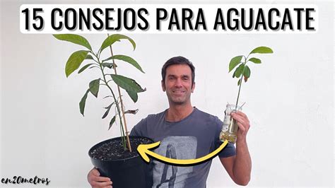 Litros de agua necesarios para un aguacate a la semana Pregúntale a