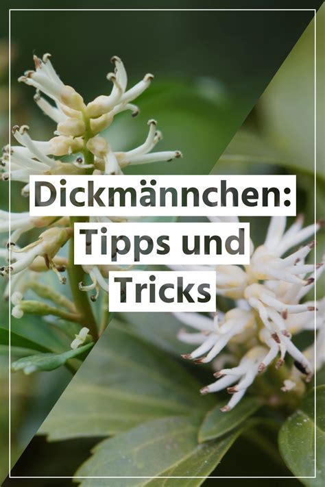 Pin Auf 15 Bodendecker Gegen Unkraut Tipps Und Tricks