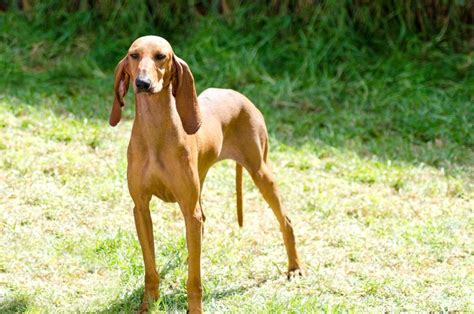 Cane Segugio Italiano A Pelo Raso Caratteristiche E Foto