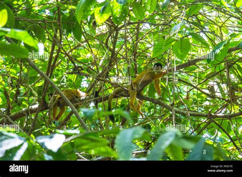 Monkey in jungle of Costa Rica Stock Photo - Alamy