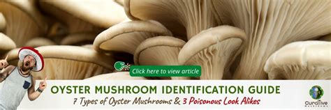 Pink Oyster Mushroom Guide | Pleurotus Djamor