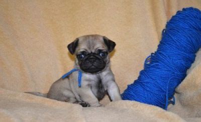 Faith's Blue pug Puppies, Both, 0-11