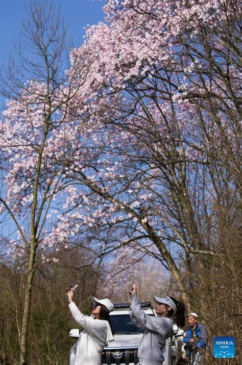 Chinese Embassy In Switzerland On Twitter Magnolia Flowers In Full