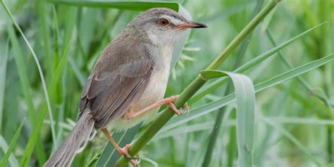 Days Uganda Birding Safari Intare Safaris