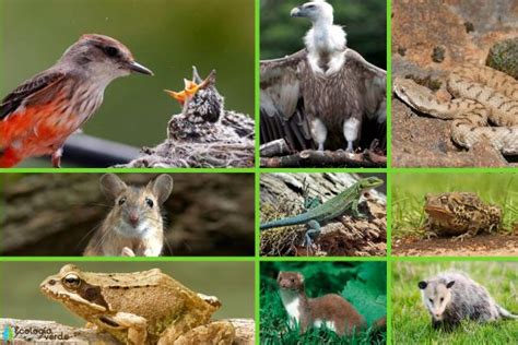 25 animales que viven en el campo Lista e imágenes