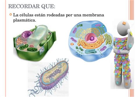 PDF Membrana plasmática y transporte de macromoléculas pptx DOKUMEN