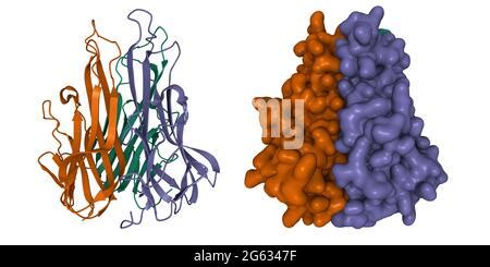 Tumor Necrosis Factor Alpha Tnf Cytokine Protein Molecule Clinically