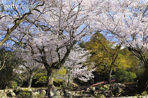 Sakura Blossom Trees Sacred Miyajima Island Japan Spring Flowering