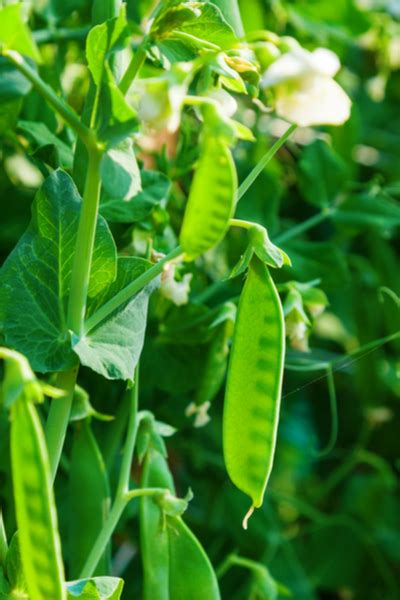 How To Grow Sugar Snap Peas And Snow Peas The Perfect Spring Crop