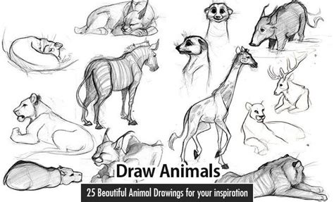 25 Beautiful Animal Drawings For Your Inspiration How To Draw Animals