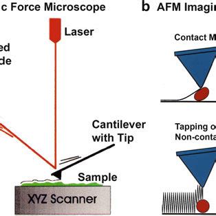 1 Atomic Force Microscope (AFM) Diagrams. (a) Diagram of AFM, showing ...