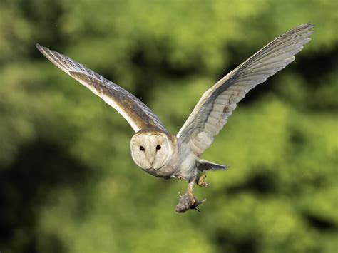 Barn Owl In Flight Olympus Digital Camera Matt Hirst Flickr