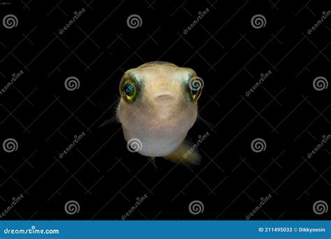 Freshwater Pufferfish Tetraodontidae In Black Background Stock Image