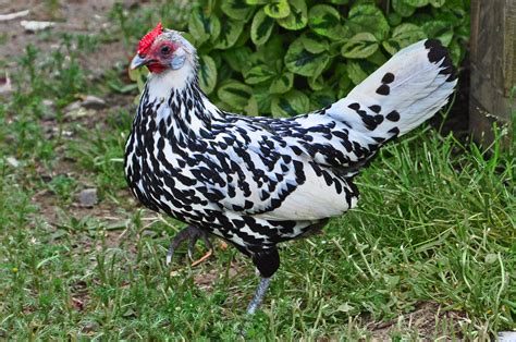 Gallina Araucana O Gallina Mapuche Aves De Corral