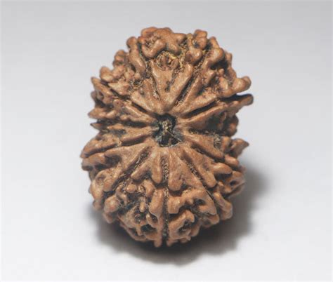 11 Mukhiface Rudraksha Origin Nepali Rudradhyay