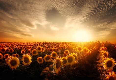 Sunflowers Hd Wallpapers