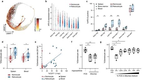 P Berghei Sexual Development Occurs Preferentially In Reticulocytes Download Scientific