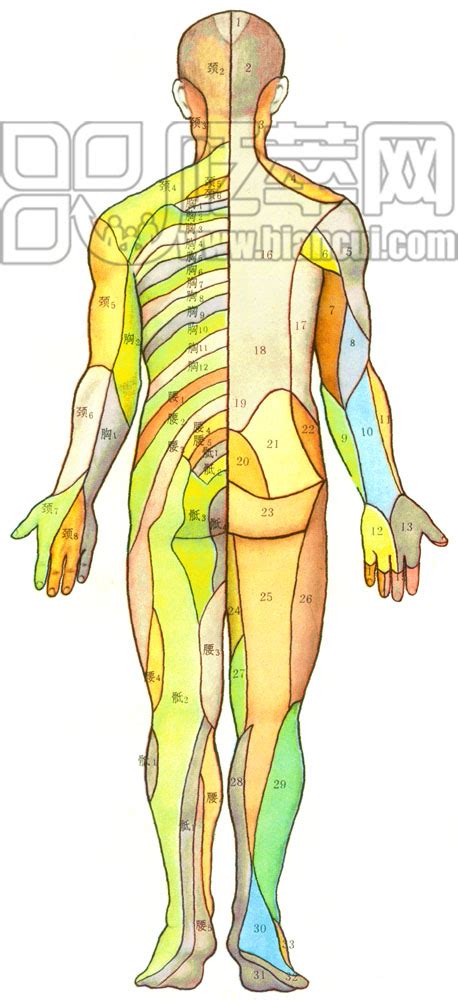 腰骶丛腰骶丛腰骶椎位置图大山谷图库