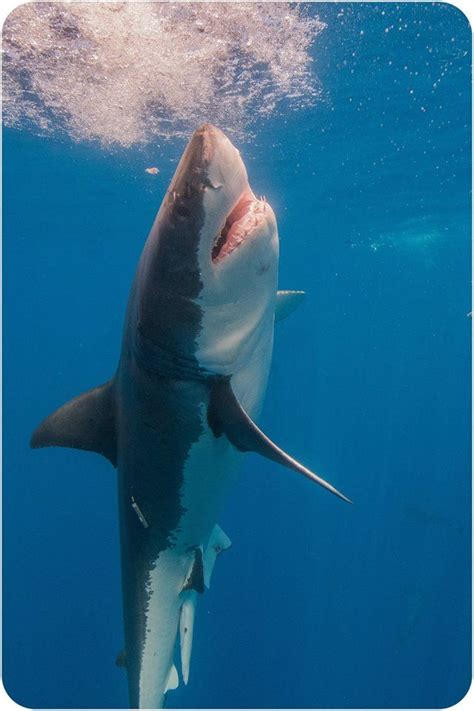 Great White - #oceanbeauties #greatwhite #shark #sharksneedlovetoo ...