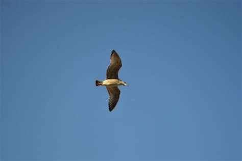 Free Images Nature Wing Sky Air Wind Seabird Flying Fly