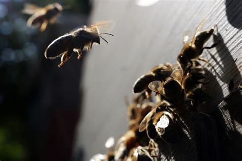 A Honeybee Comes In For Hive Landing Close Up Smithsonian Photo