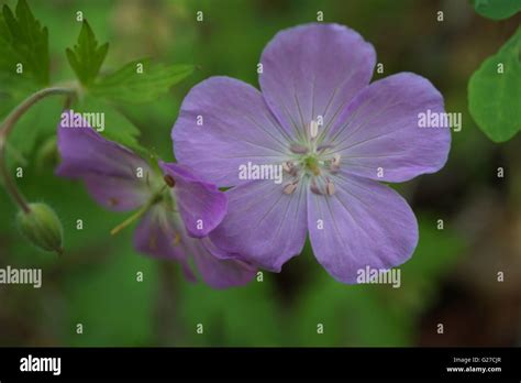 Wild Geranium Geranium Maculatum Stock Photo Alamy