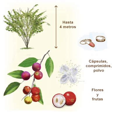 Qué es el camu camu Origen beneficios y posología Dieti Natura