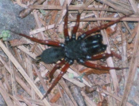 Reddlegged Purseweb Spider Matbio Arachnids Matanzas Biodiversity