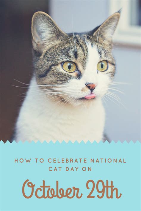 How To Celebrate National Cat Day On October 29th Love Your Pet Day