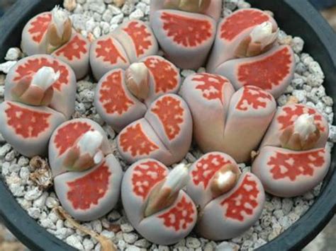 Lithops Karasmontana Top Red World Of Succulents