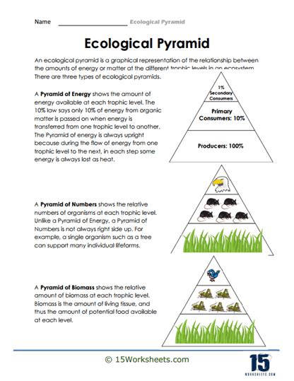 Ecological Pyramid Worksheets 15 Worksheets Library