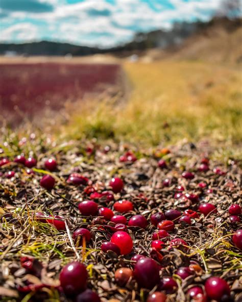 Cranberry Farms Work With Nature - The Farm