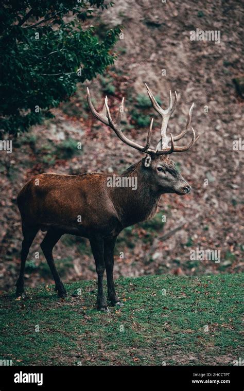 Beautiful Red Deer during Mating Season Stock Photo - Alamy