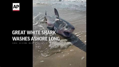 Great White Shark Washes Ashore Long Island Beach