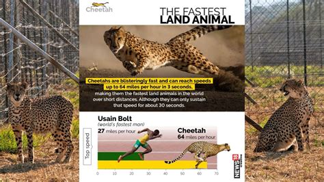 India S Cheetah Reintroduction Project Some Facts About The World S