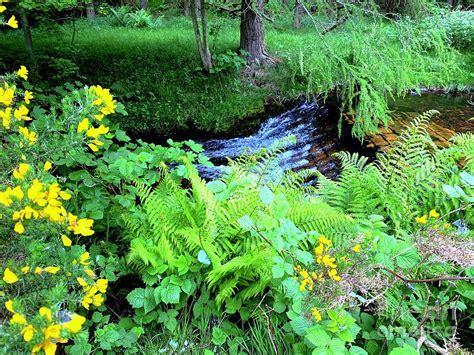 Botanical And Stream Landscape At The Pentland Hills Regional Park