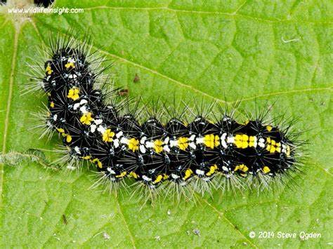 Caterpillars In May Wildlife Insight