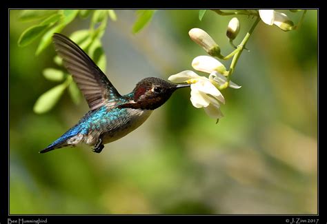 Bee Hummingbird © Janet Zinn