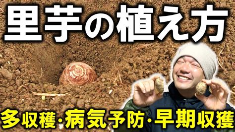 【裏技大公開】里芋の植え方〜江戸農書より解説〜 Youtube