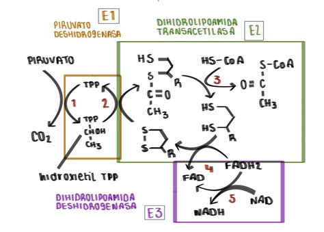 La Piruvato Deshidrogensa La Enzima Indispensable Del Metabolismo